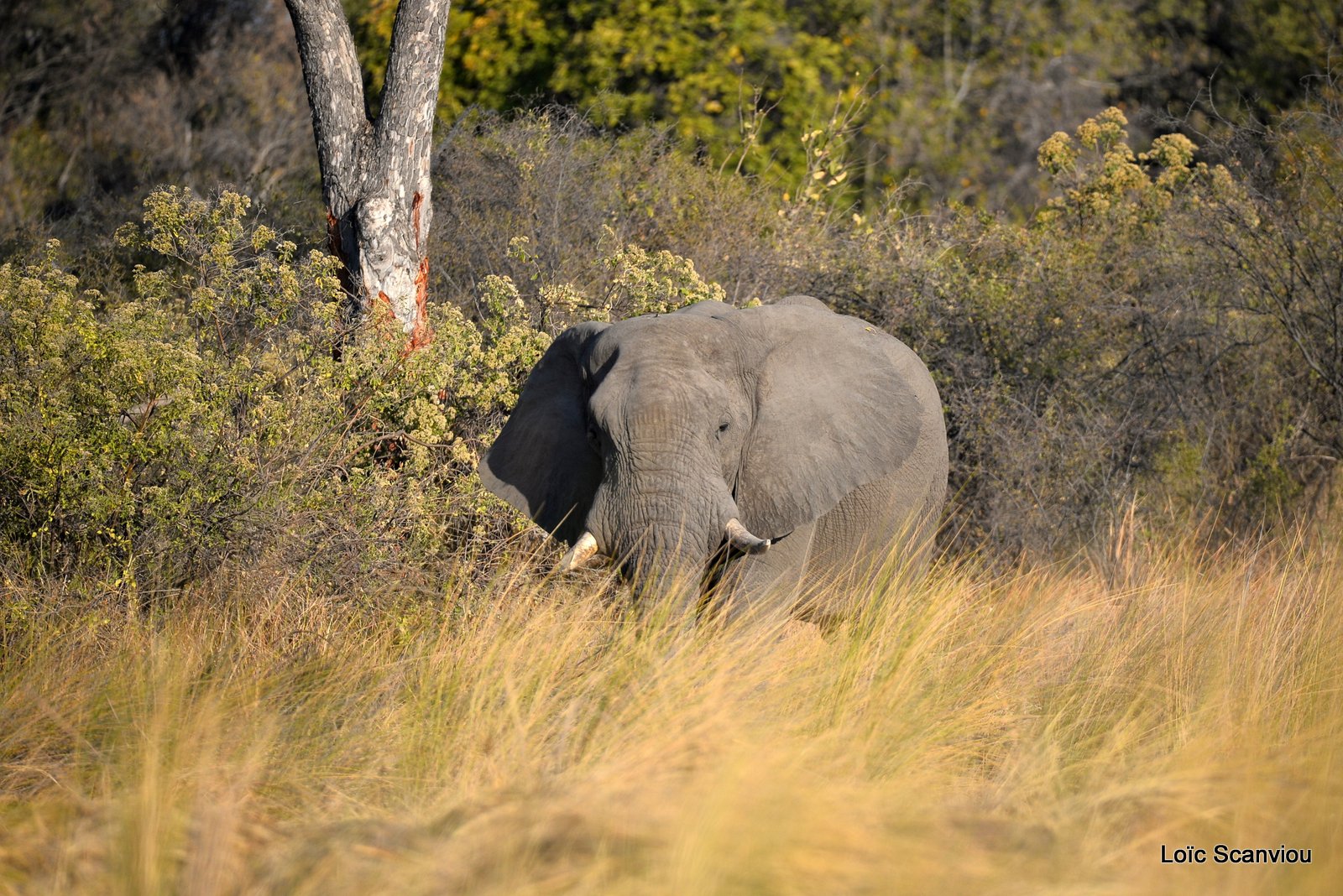 Eléphant d'Afrique/African Elephant (20)