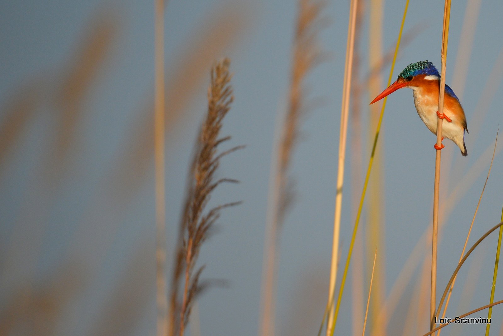 Martin-pêcheur huppé/Malachite Kingfisher (1)