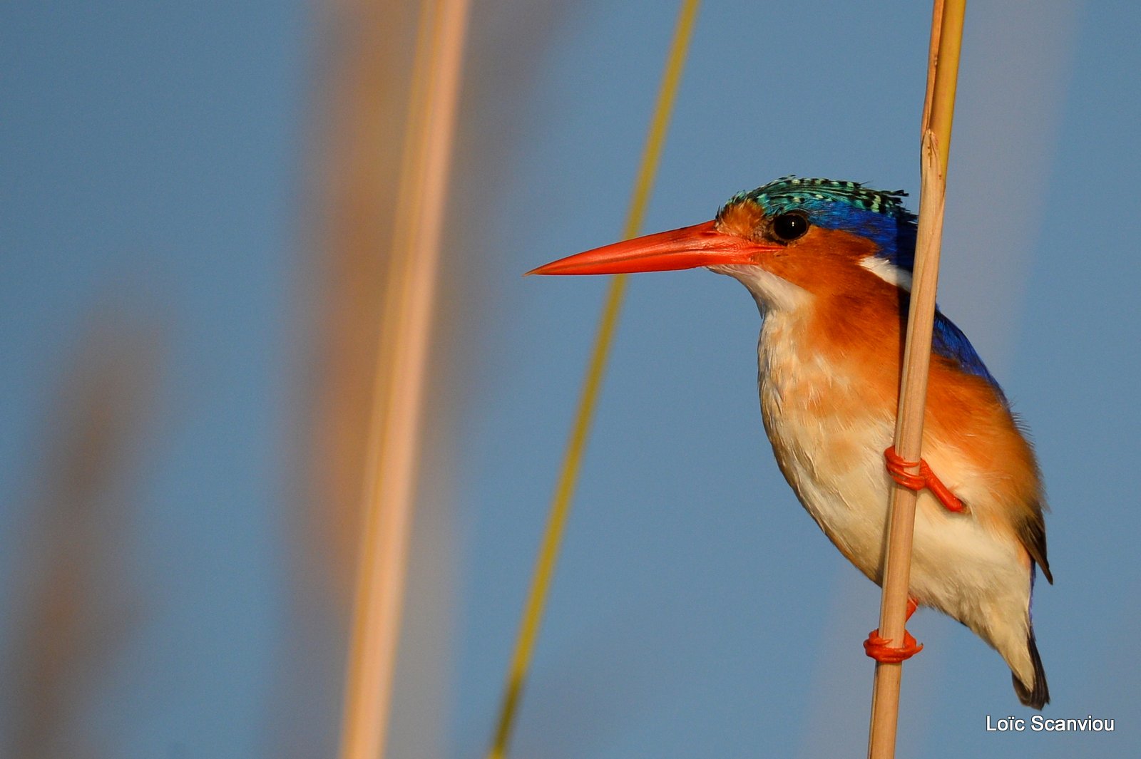 Martin-pêcheur huppé/Malachite Kingfisher (2)