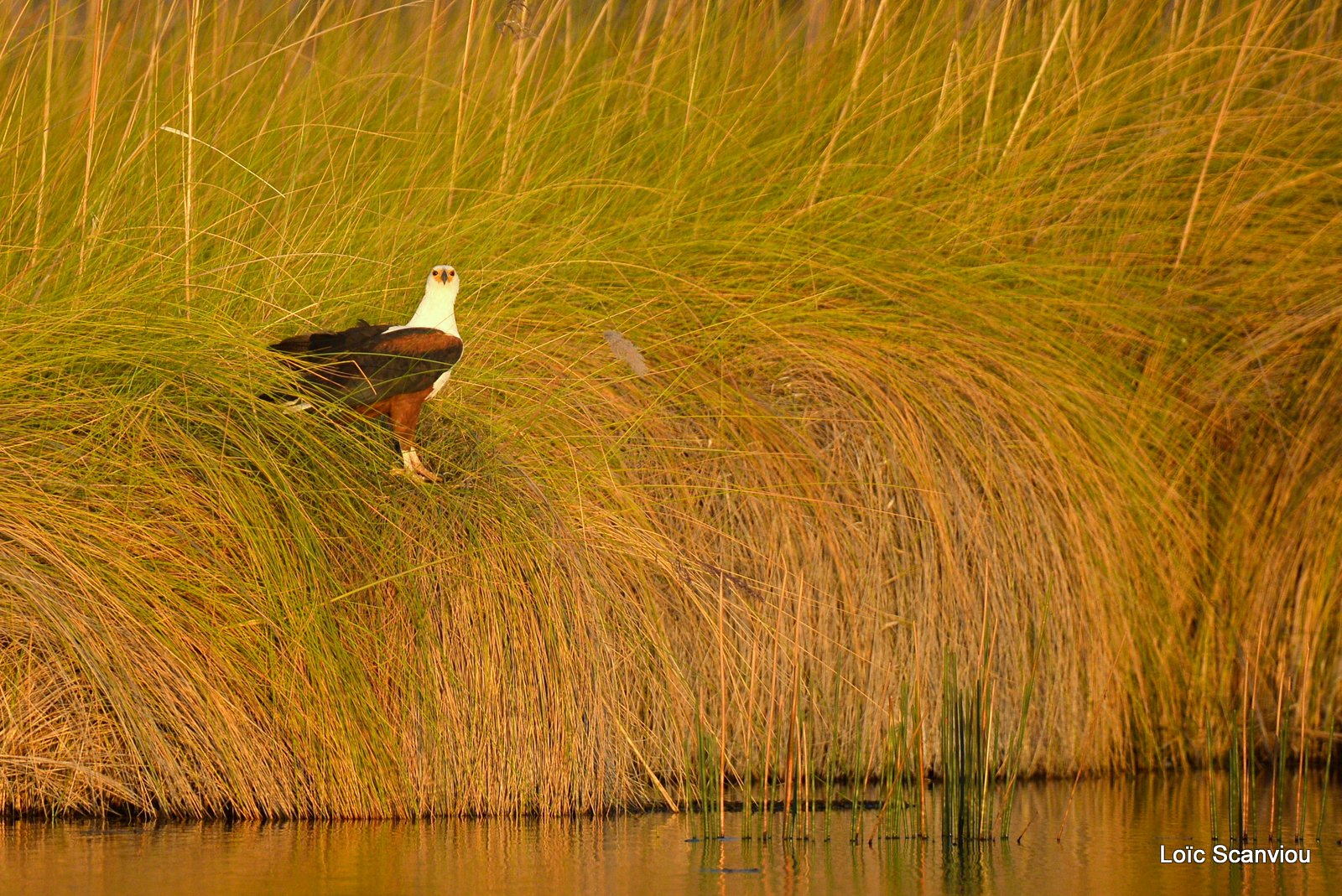 Pygargue vocifère/African fish Eagle (2)
