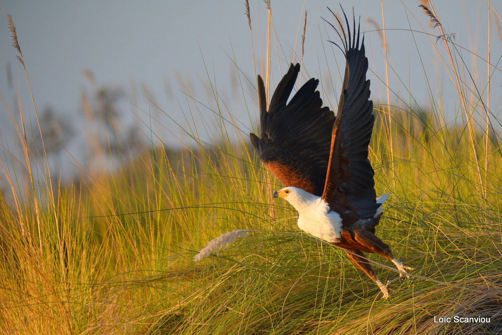 Pygargue vocifère/African fish Eagle (4)