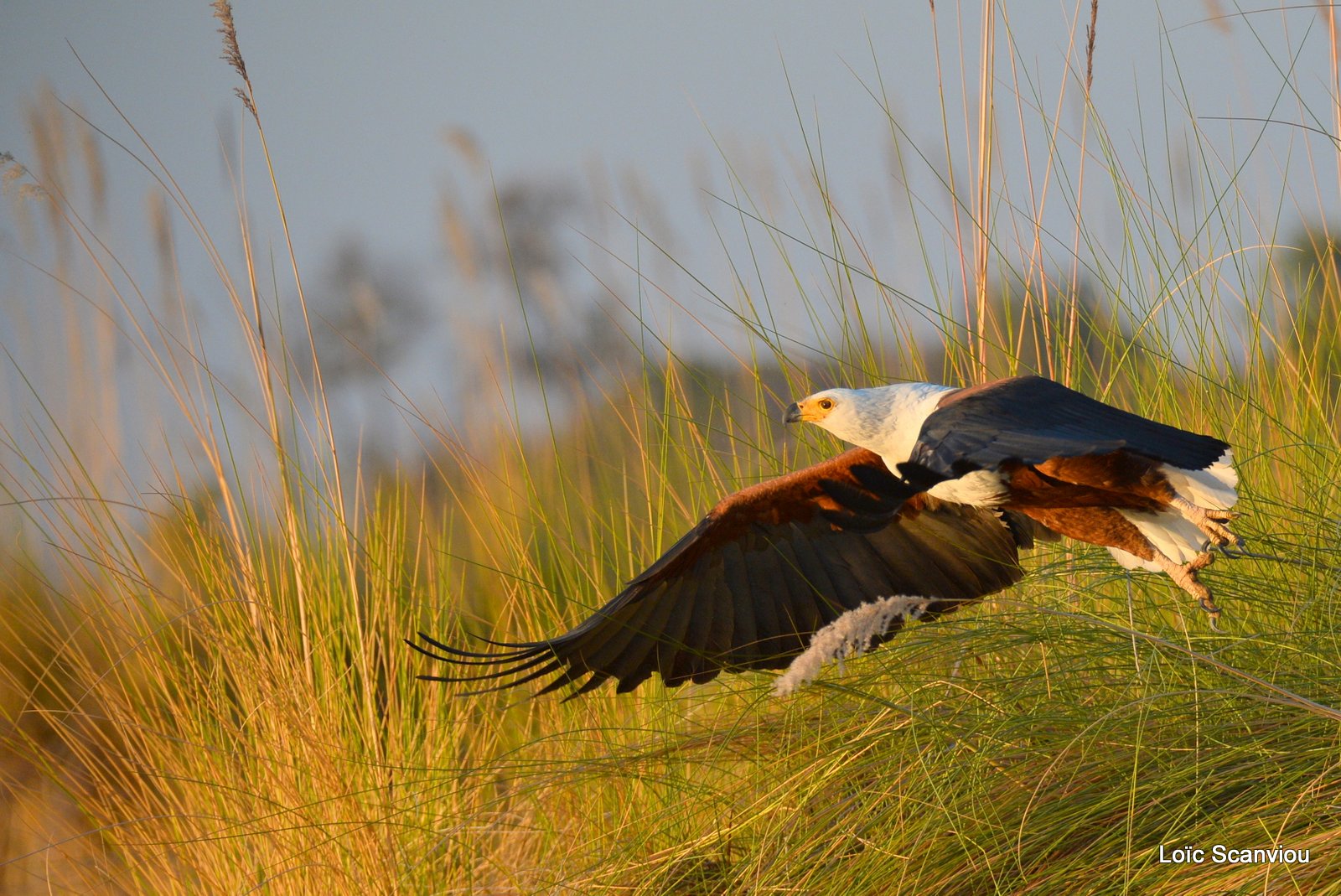 Pygargue vocifère/African fish Eagle (5)
