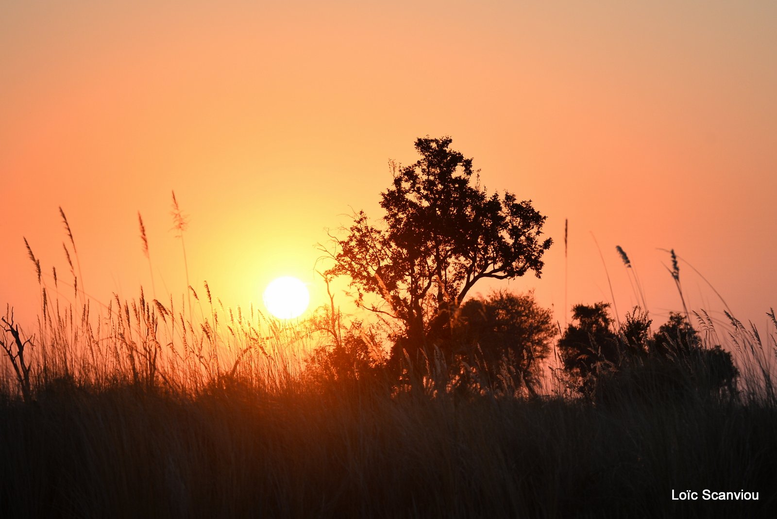 Moremi (96)