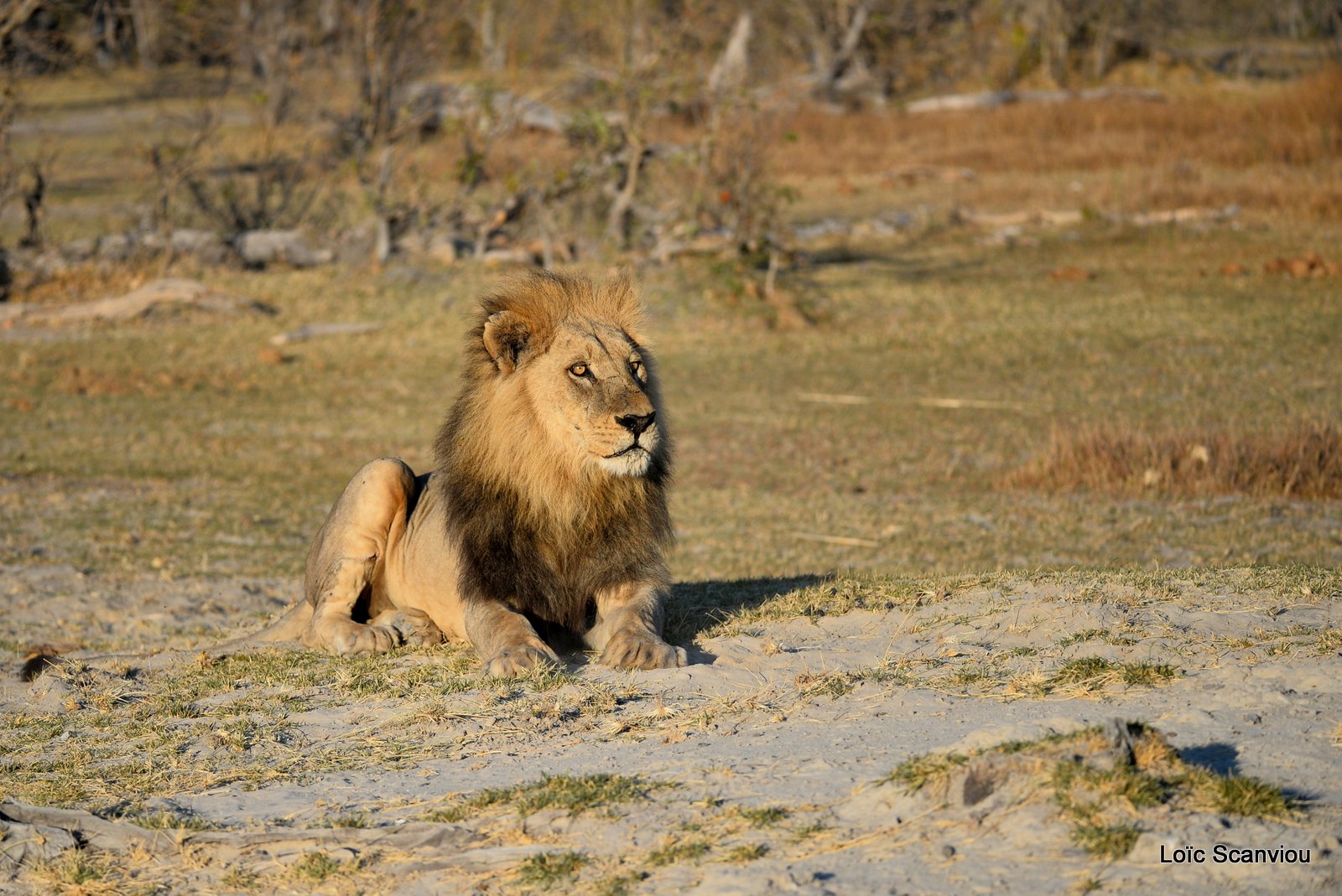 Lion mâle/Male Lion (1)