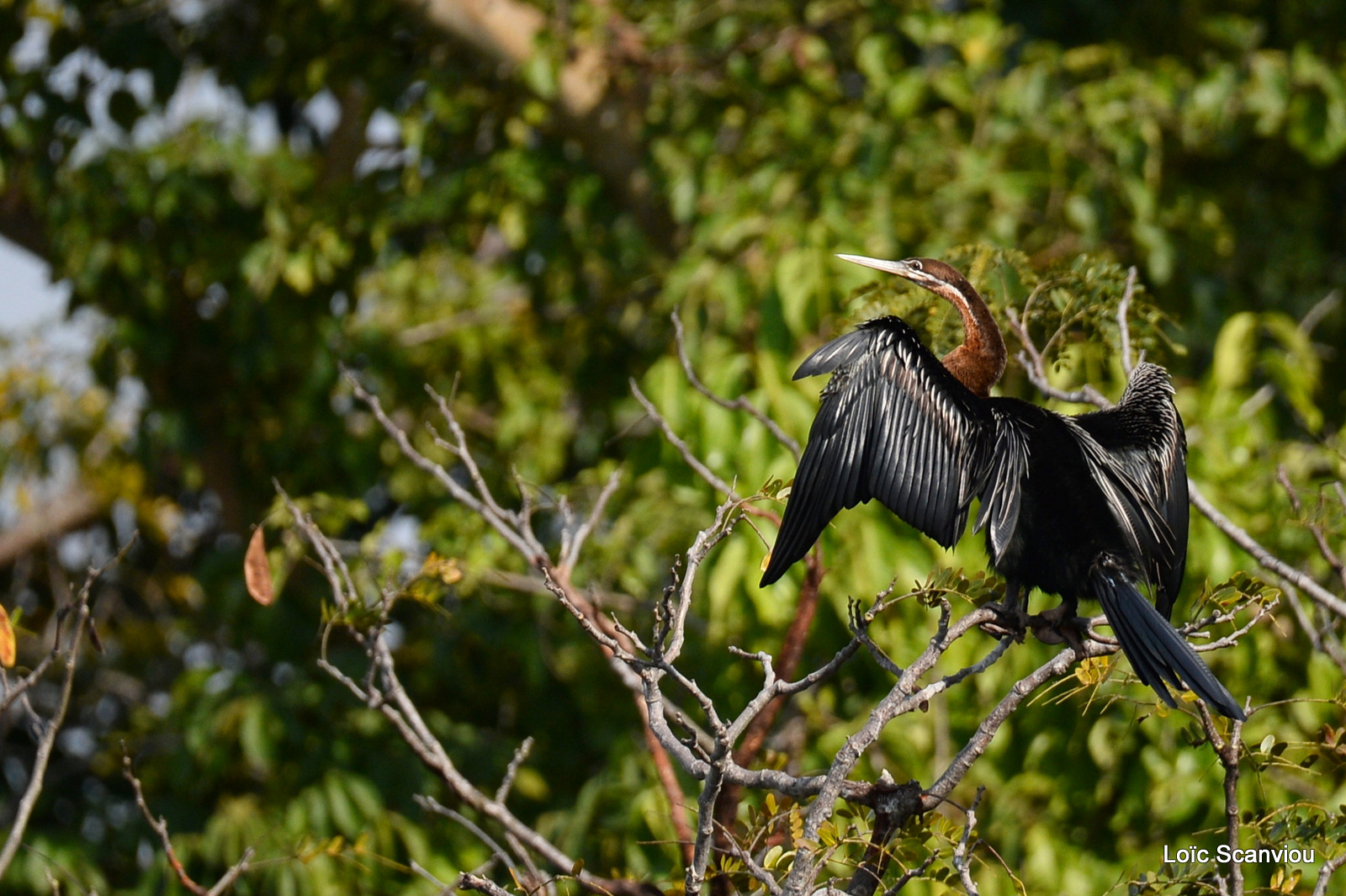 Murchison Falls (105)