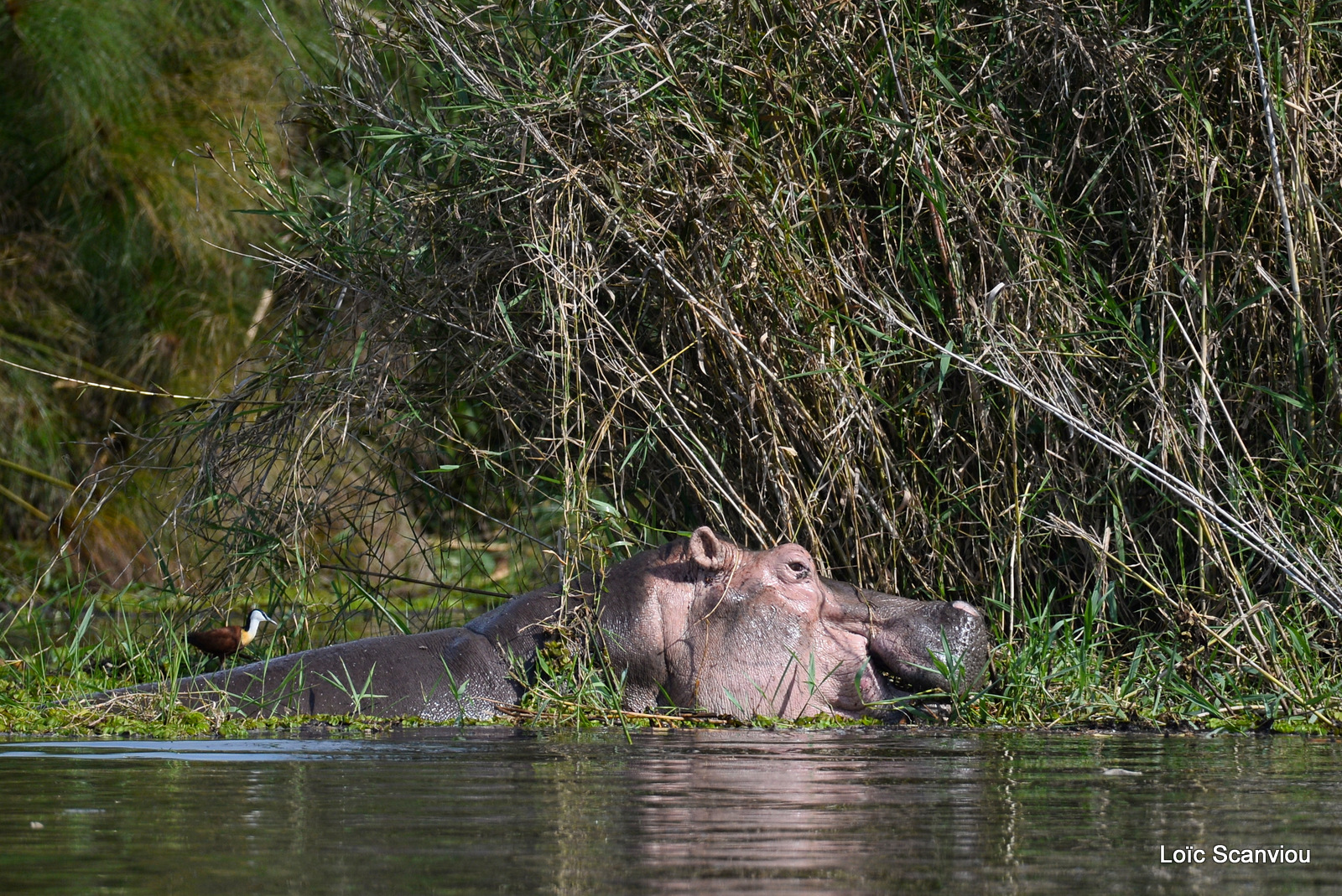 Murchison Falls (106)