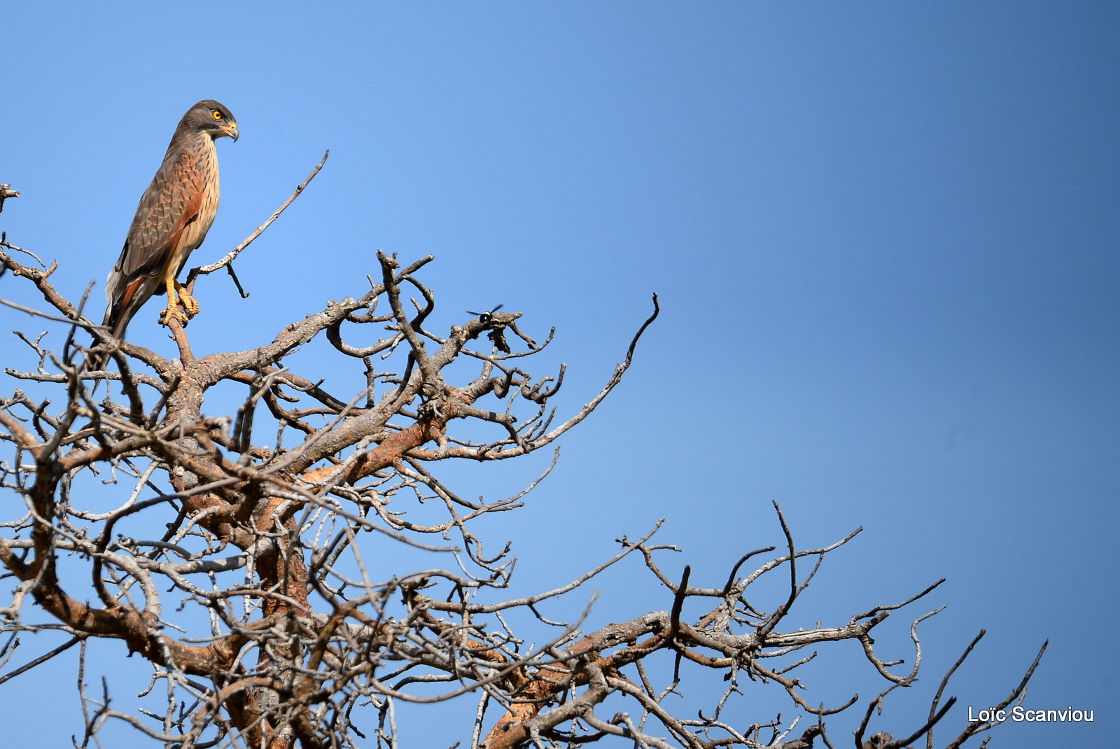 Autour tachiro/African Goshawk (1)