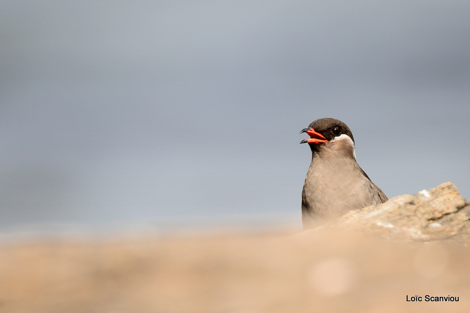 Glaréole auréolée/Rock Pratincole (1)