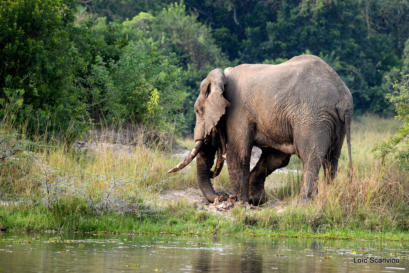 Éléphant de savane d'Afrique/Savanna Elephant (22)