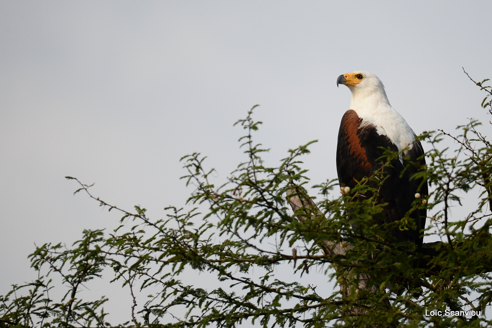 Aigle vocifère/African Fish Eagle (1)