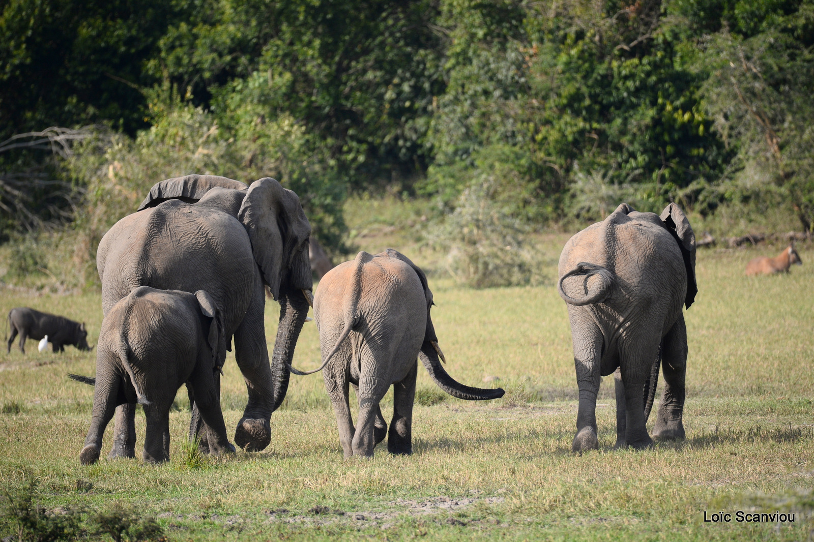 Éléphant de savane d'Afrique/Savanna Elephant (23)