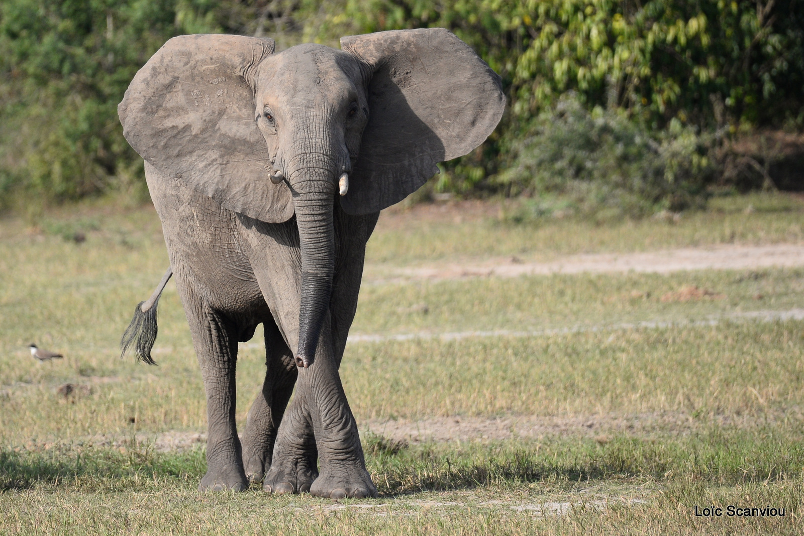 Éléphant de savane d'Afrique/Savanna Elephant (24)