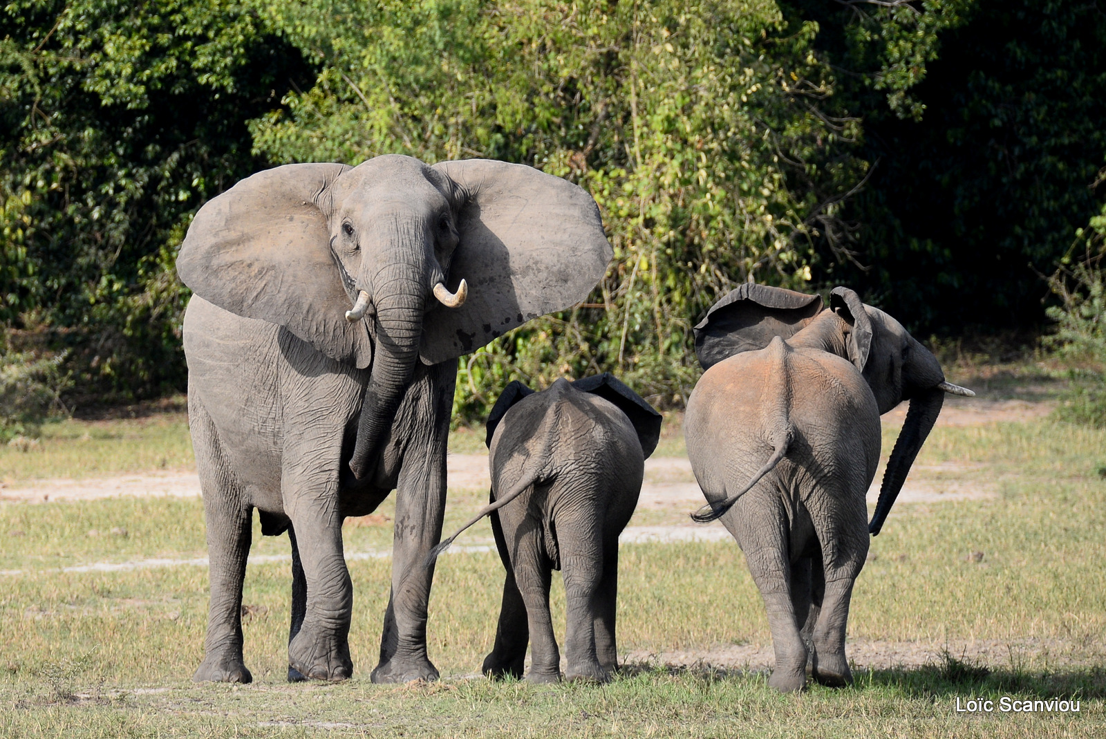 Éléphant de savane d'Afrique/Savanna Elephant (25)