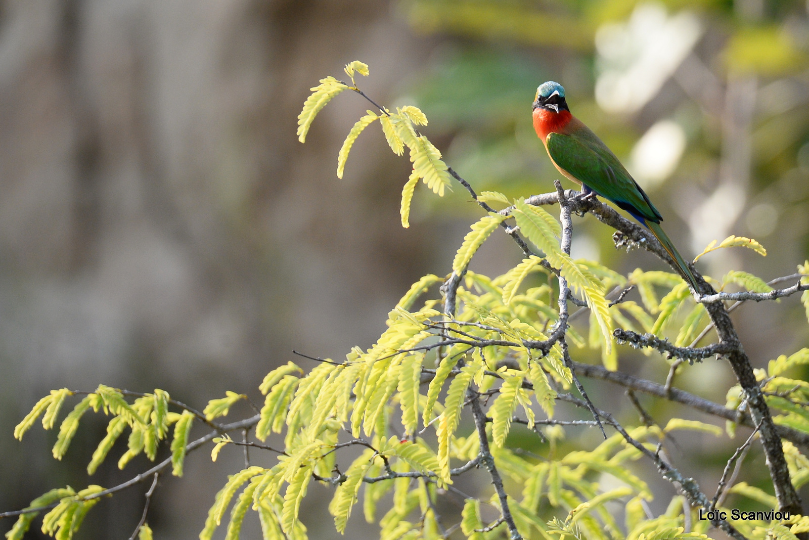 Guêpier à gorge rouge/Red-throated Bee-eater (3)