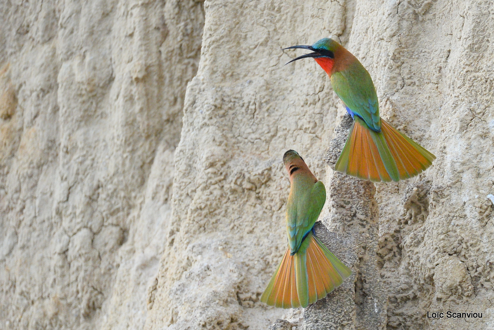 Guêpier à gorge rouge/Red-throated Bee-eater (4)