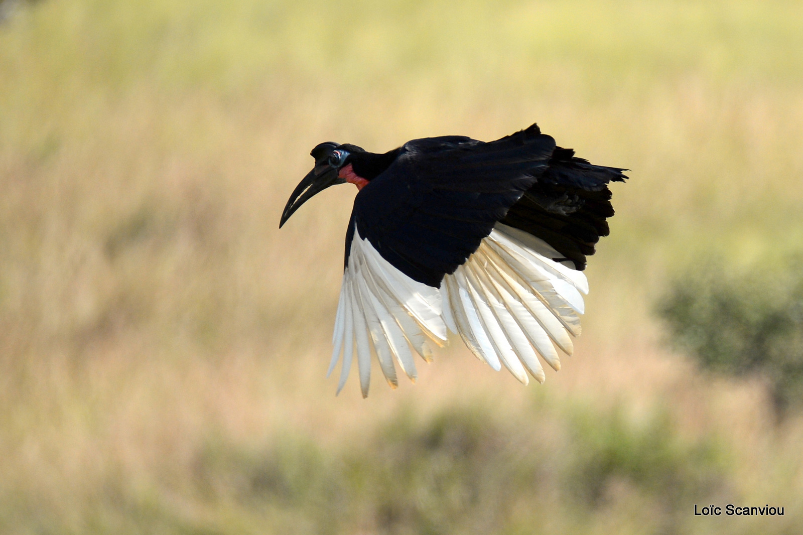 Bucorve d'Abyssinie/Abyssinian Hornbill (1)