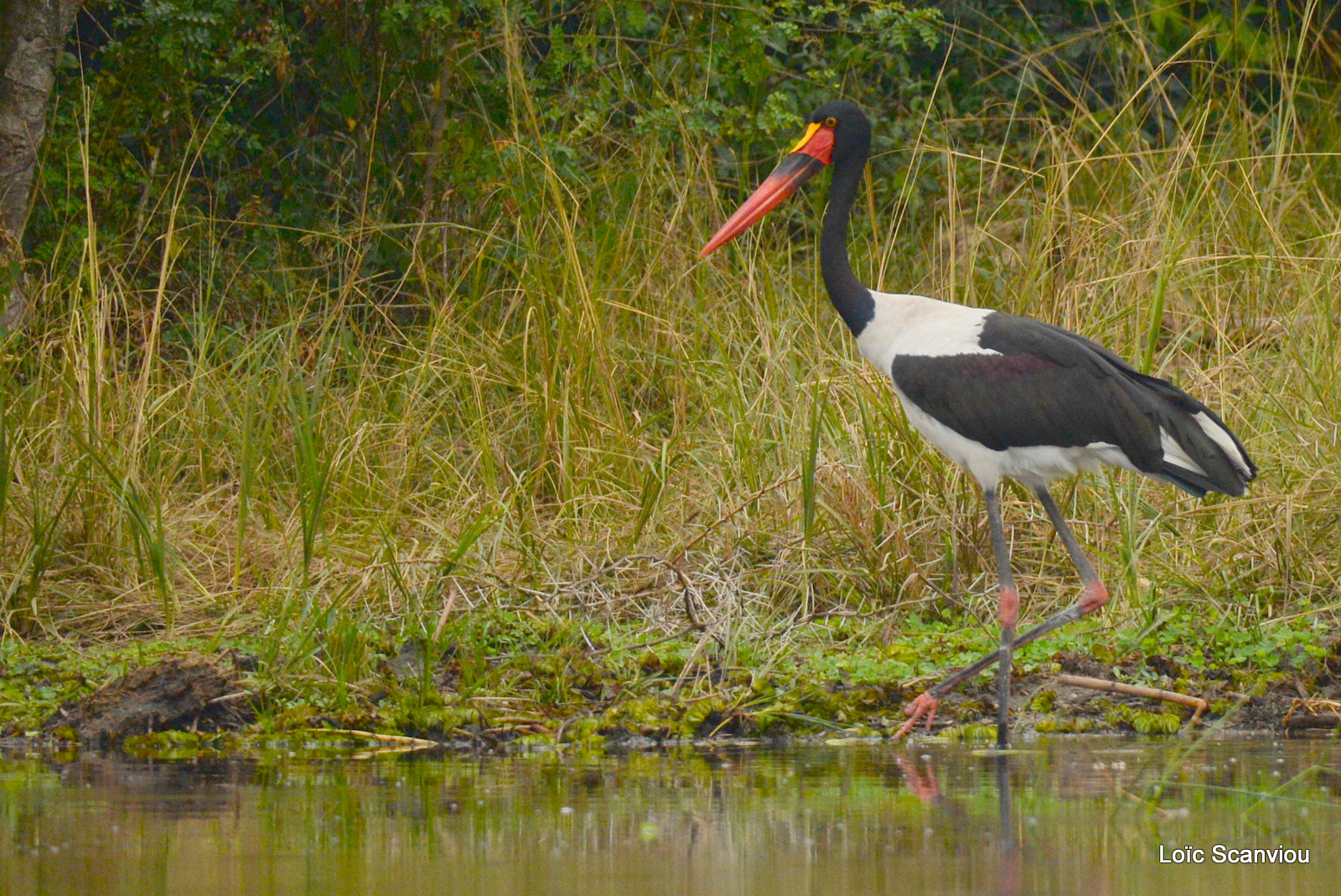 Jabiru d'Afrique/Saddle-billed Stork (1)