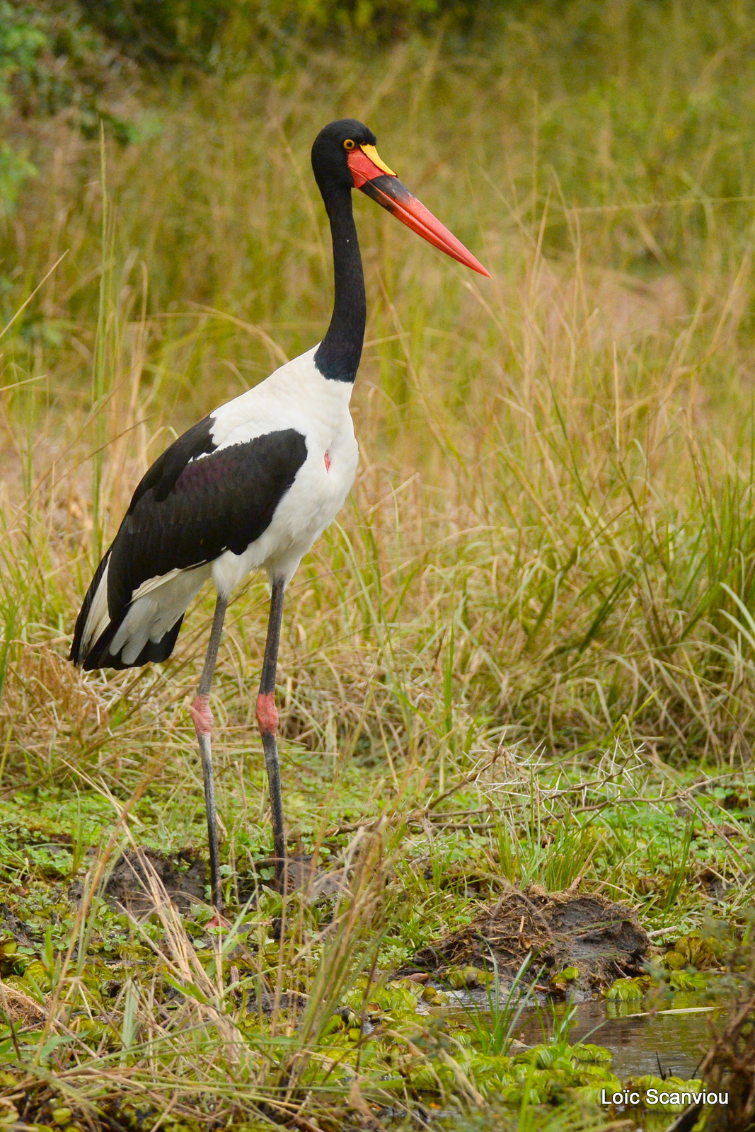 Jabiru d'Afrique/Saddle-billed Stork (2)
