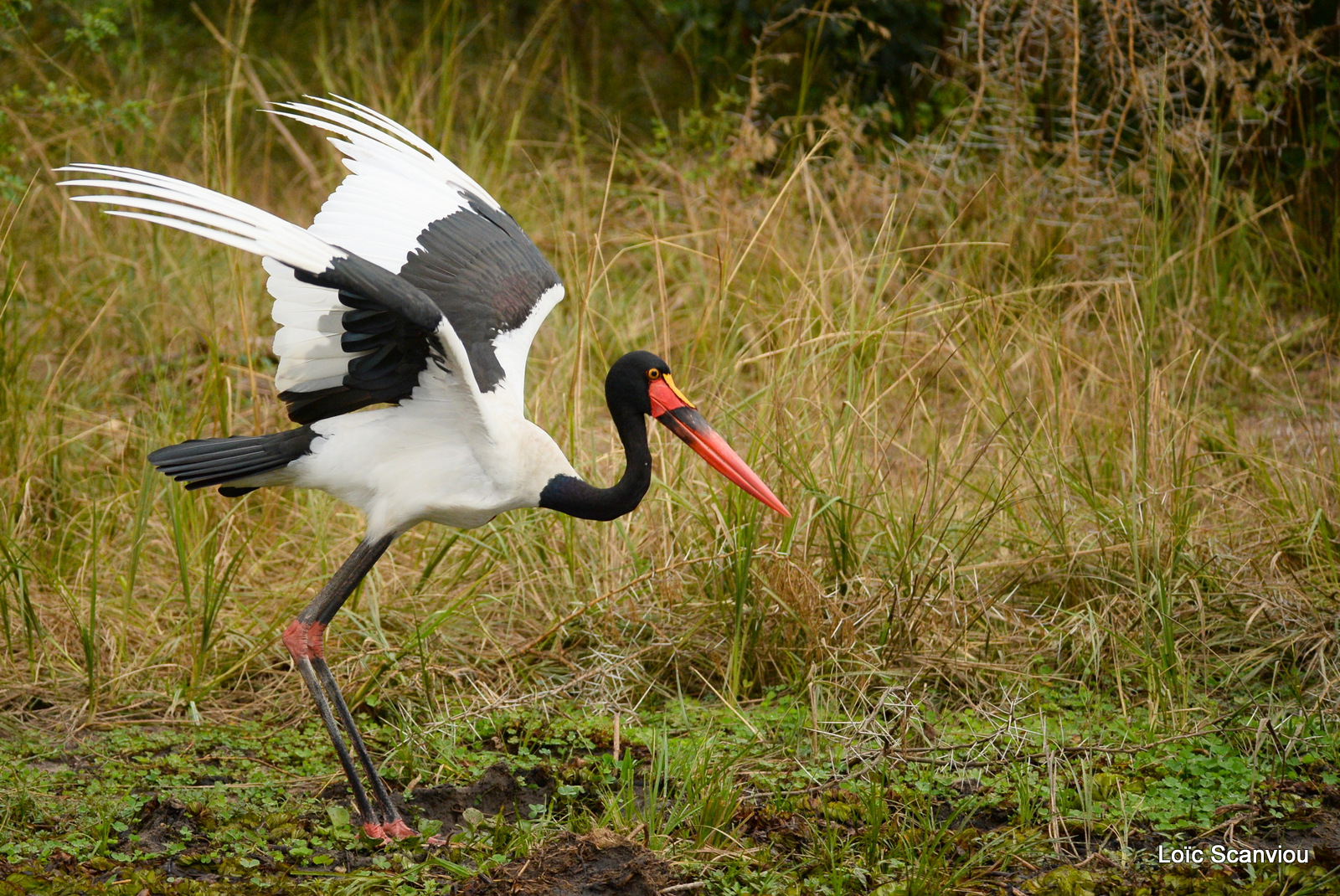 Jabiru d'Afrique/Saddle-billed Stork (3)