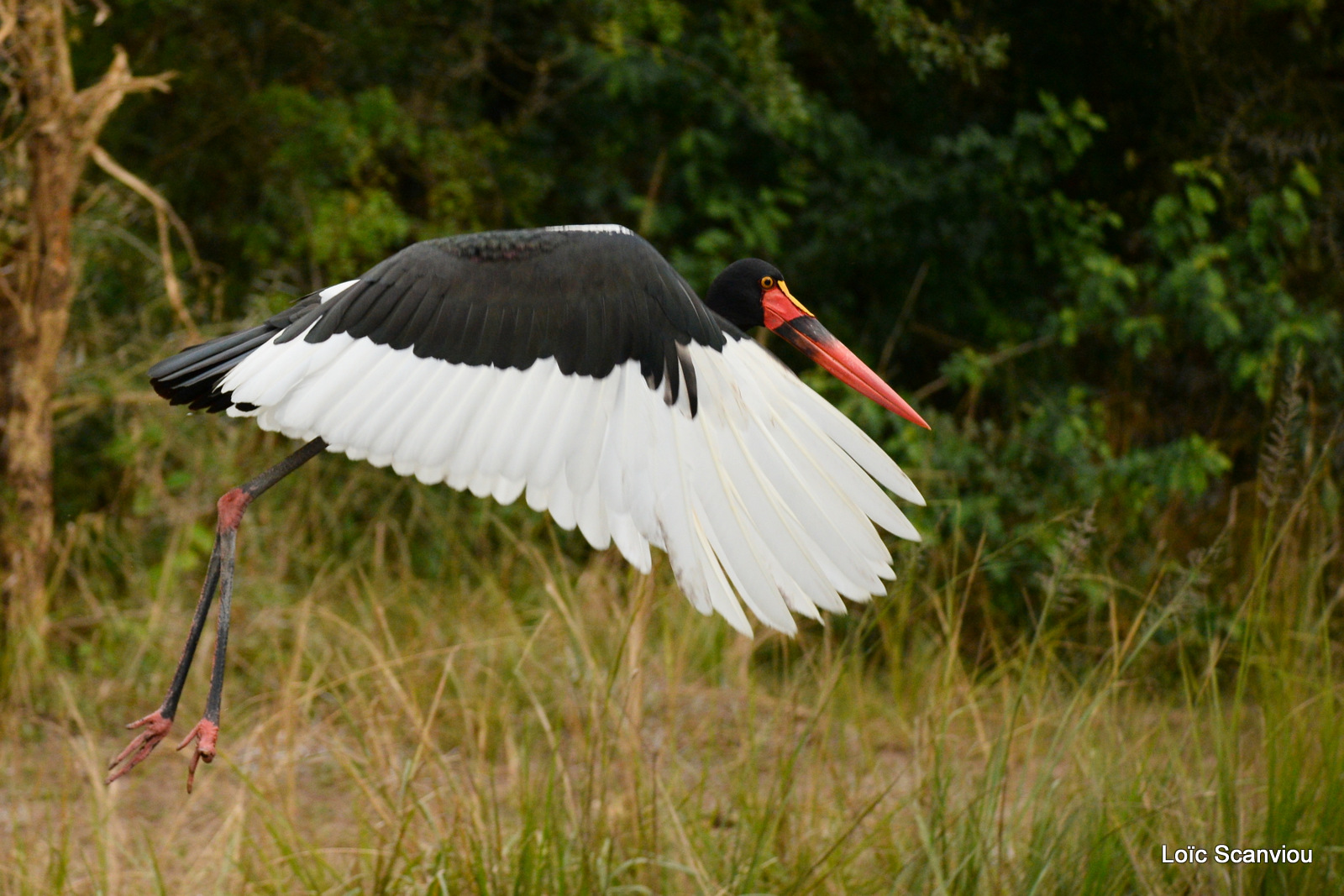 Jabiru d'Afrique/Saddle-billed Stork (4)