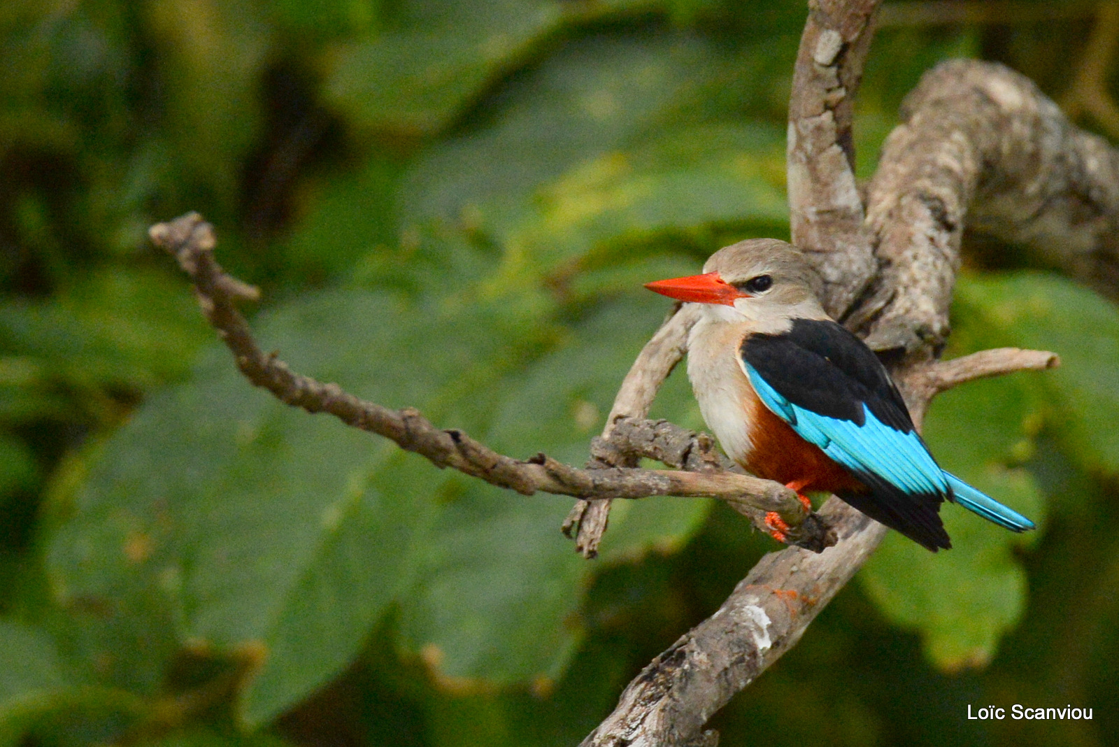 Martin-chasseur à tête grise/Grey-headed Kingfisher (1)