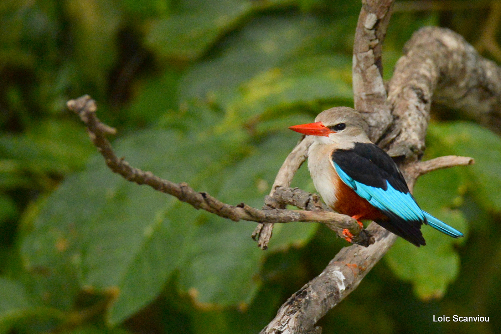Martin-chasseur à tête grise/Grey-headed Kingfisher (1)