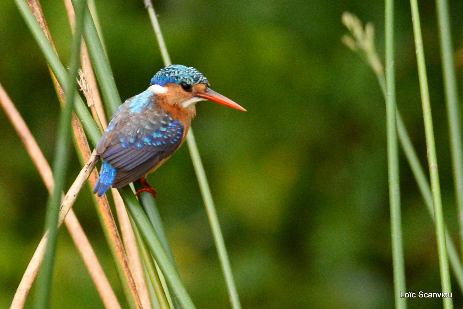 Martin-pêcheur huppé/Malachite Kingfisher (3)