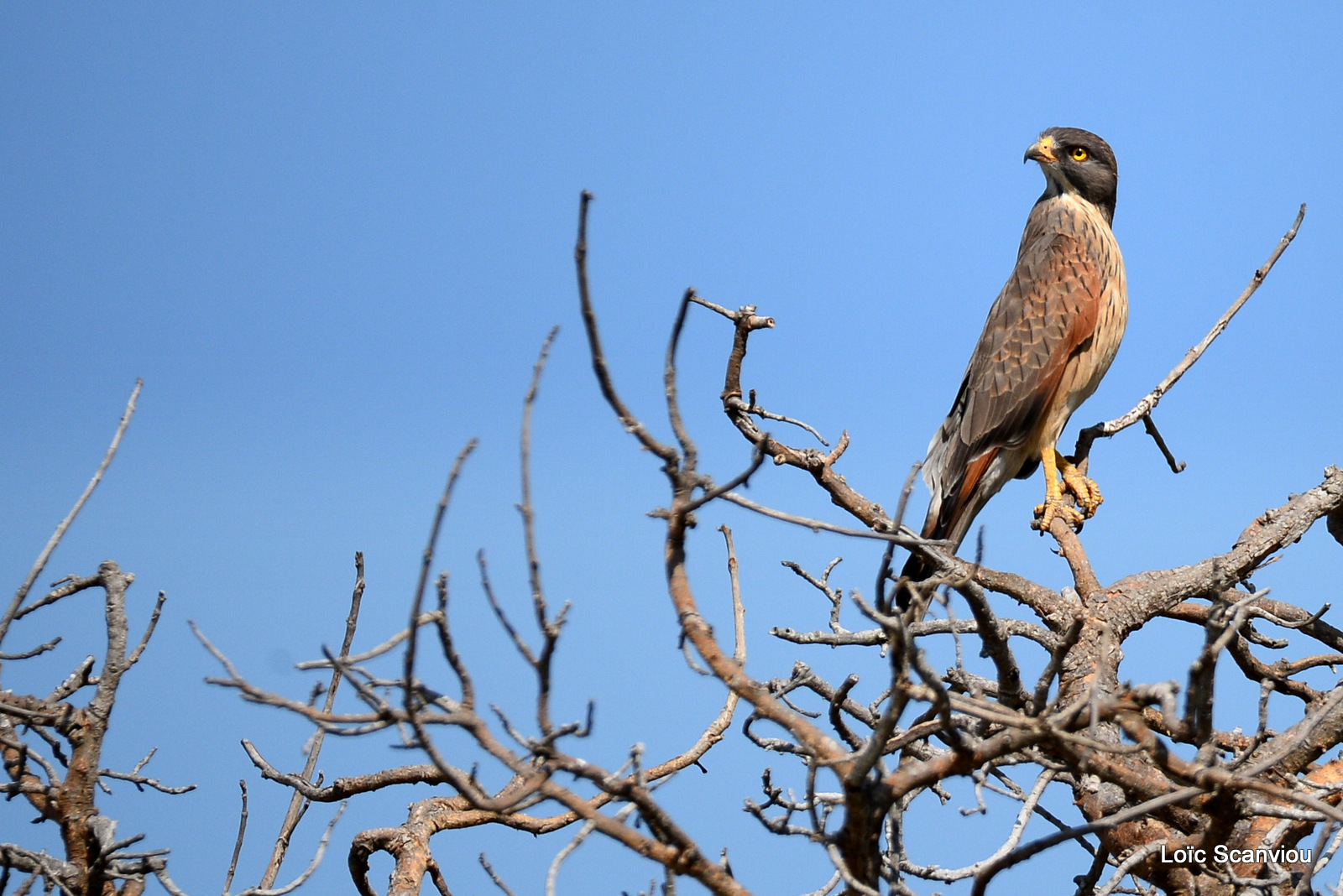 Autour tachiro/African Goshawk (2)