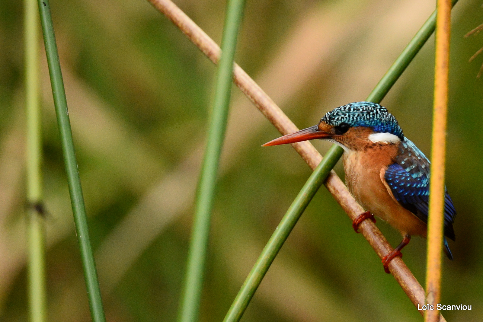 Martin-pêcheur huppé/Malachite Kingfisher (4)