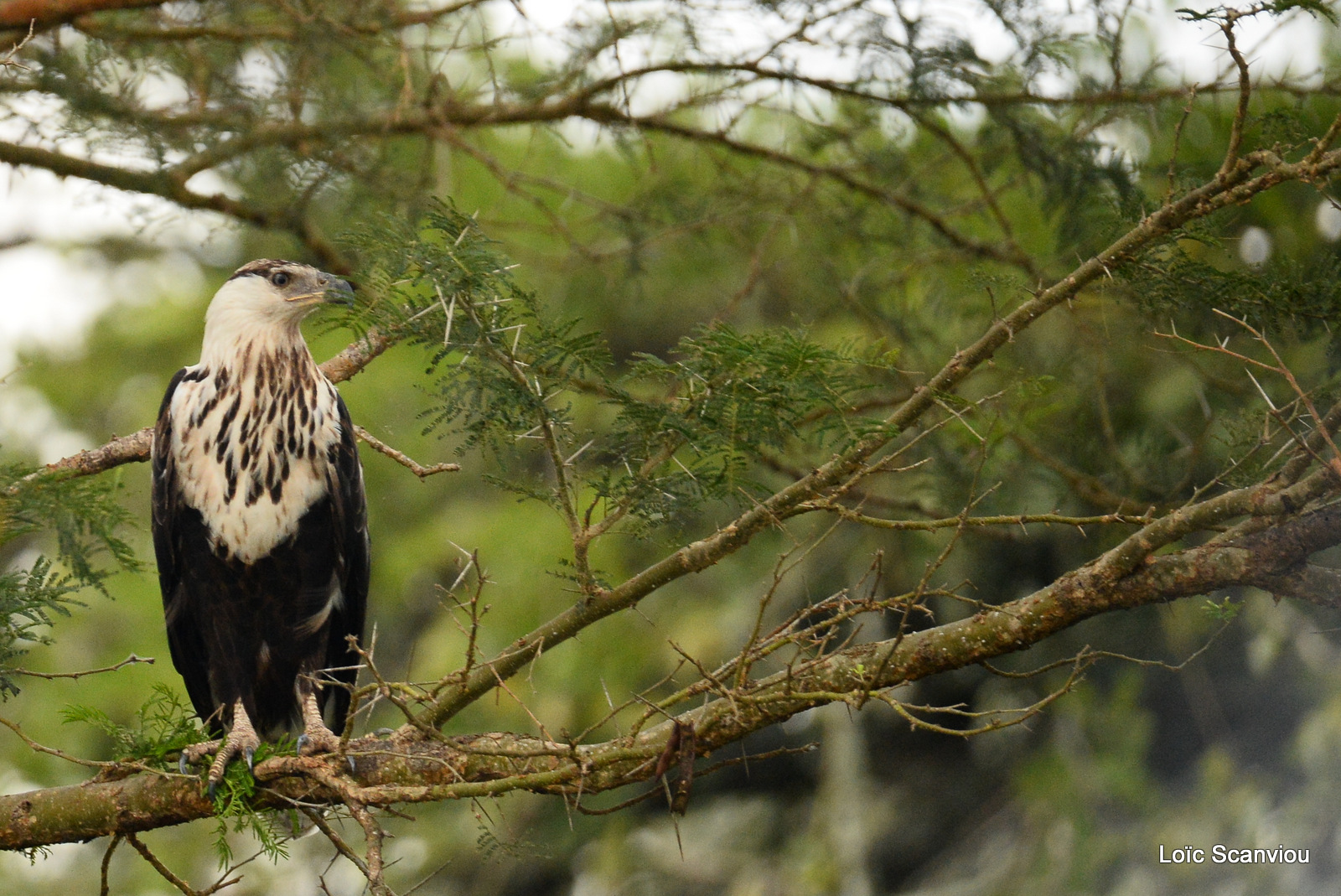 Aigle vocifère/African Fish Eagle (2)