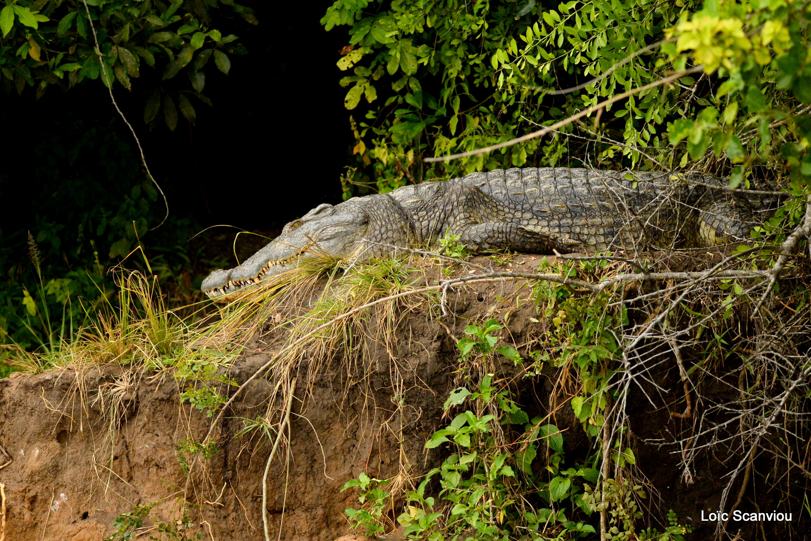 Murchison Falls (143)