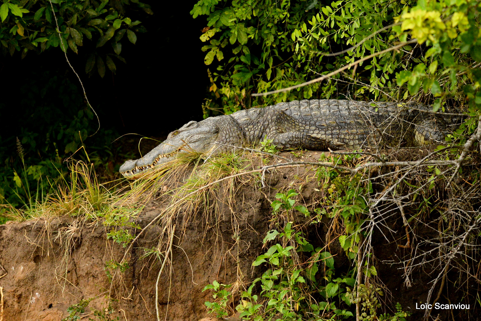 Murchison Falls (143)