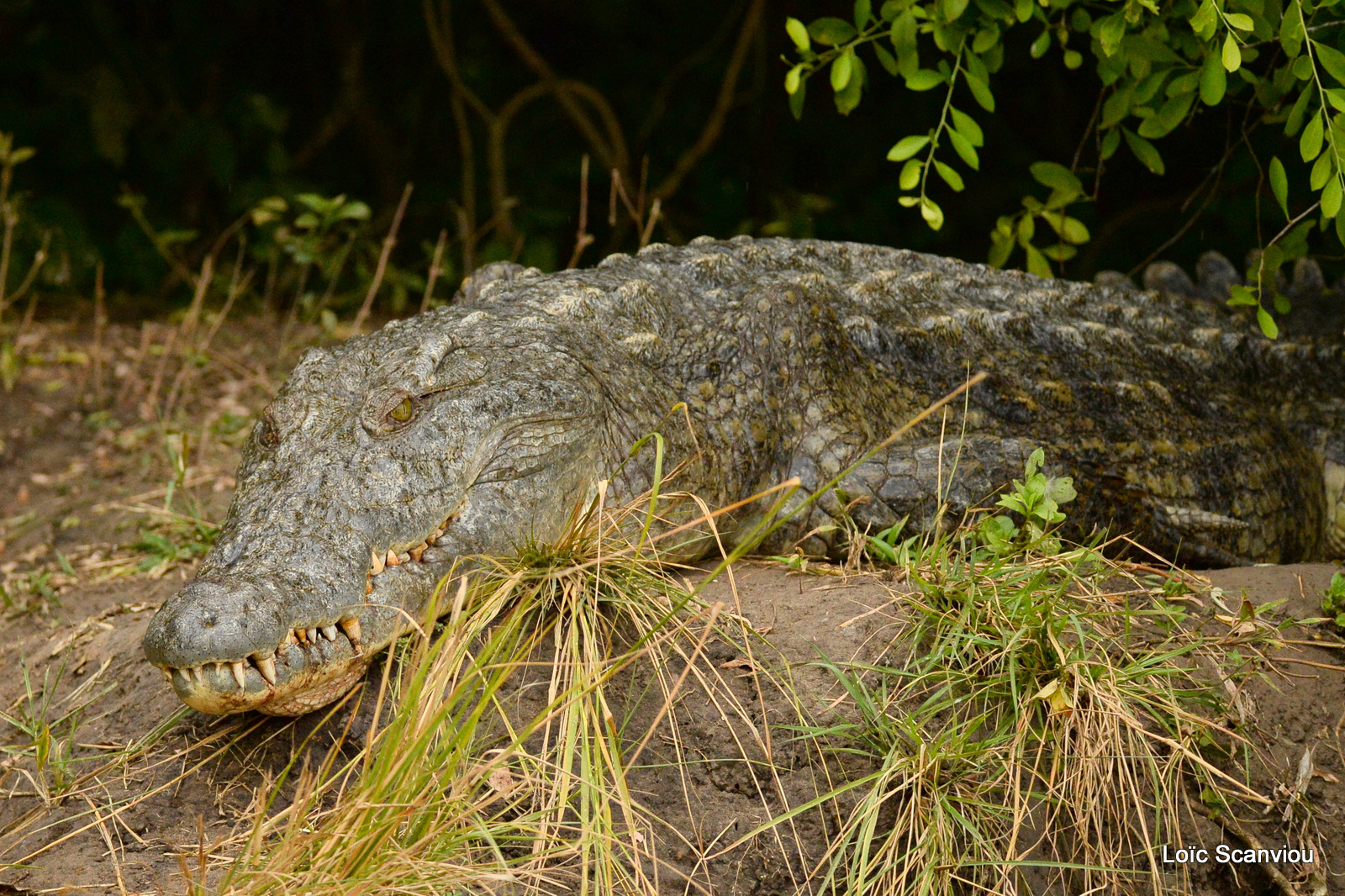 Murchison Falls (145)