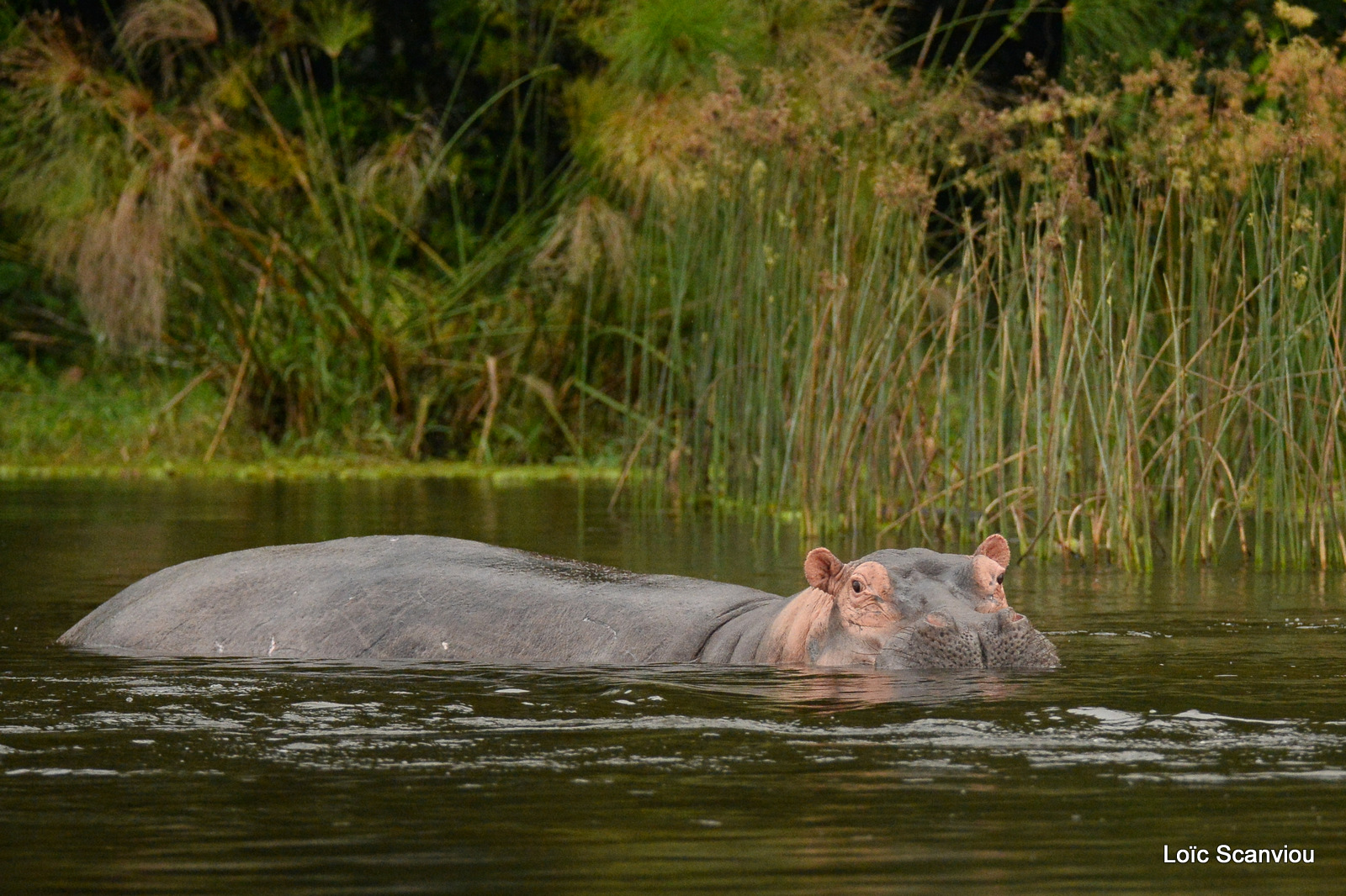 Murchison Falls (148)