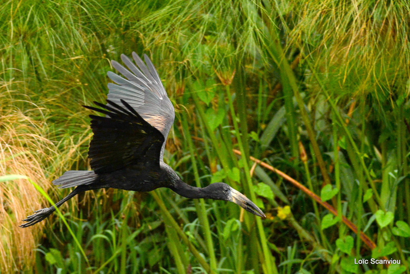 Bec-ouvert africain/African open-billed Stork (1)