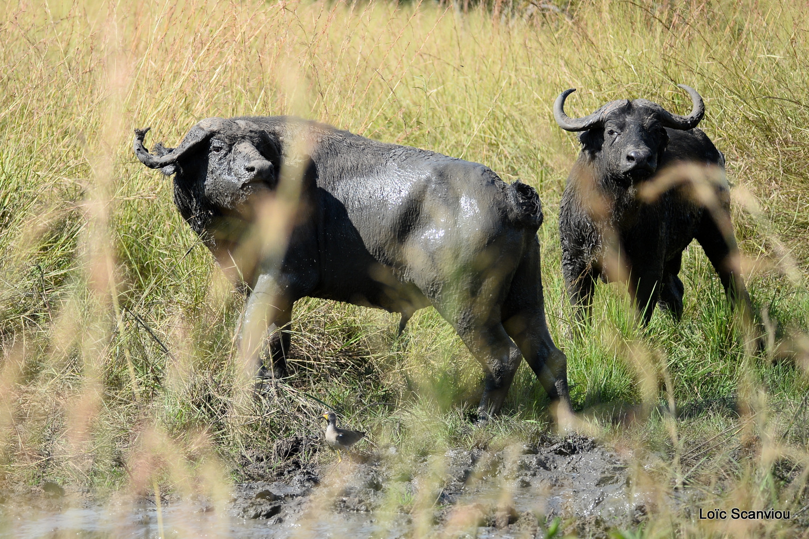 Buffle d'Afrique/Cape Buffalo (4)