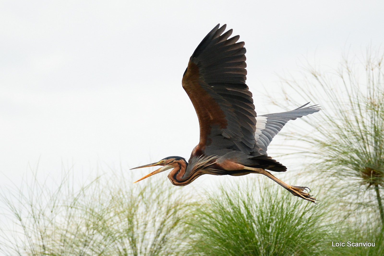 Murchison Falls (151)