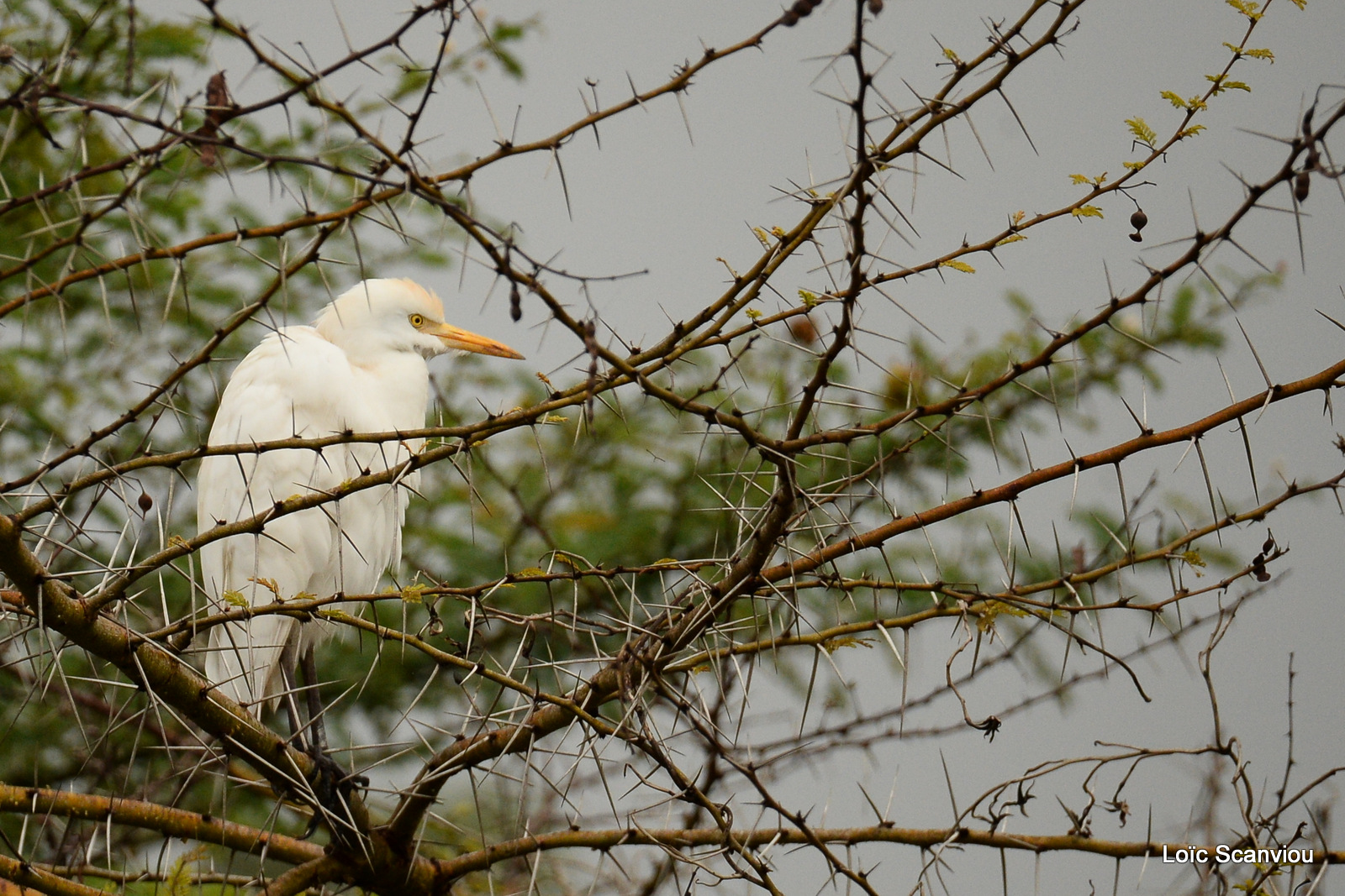 Murchison Falls (152)