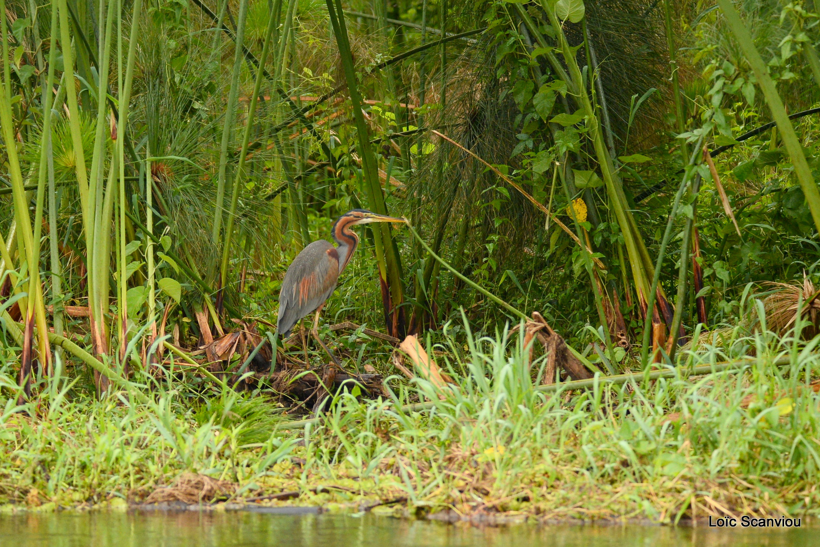 Murchison Falls (153)