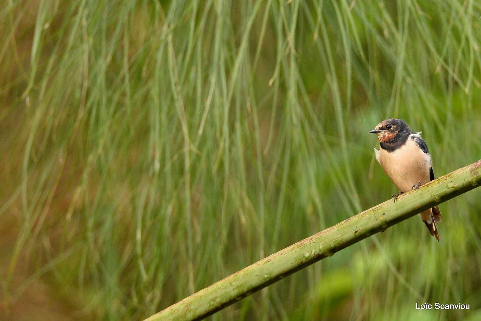 Murchison Falls (154)