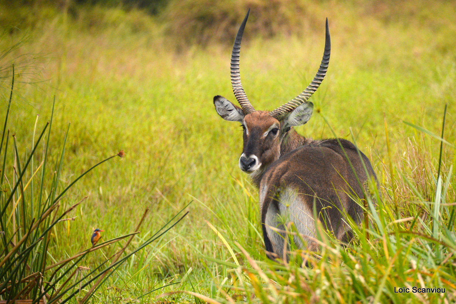 Cobe defassa/Defassa Waterbuck (1)