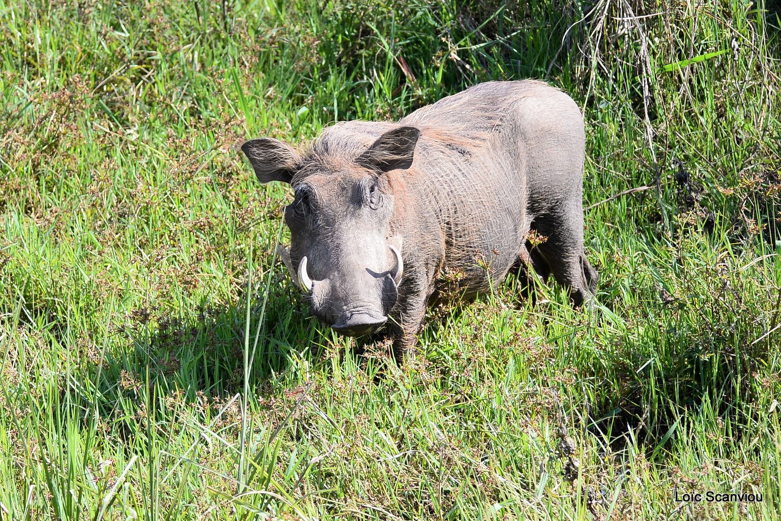 Murchison Falls (16)