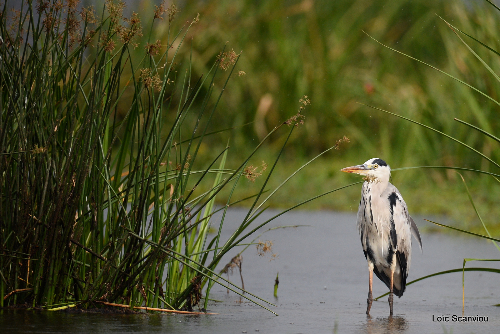 Murchison Falls (160)