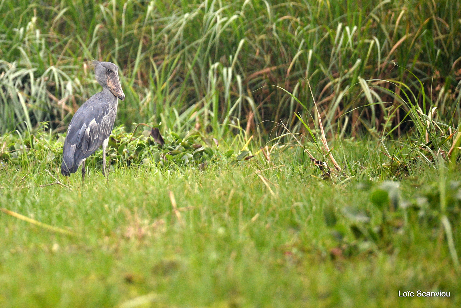 Bec-en-sabot/Shoebill (1)