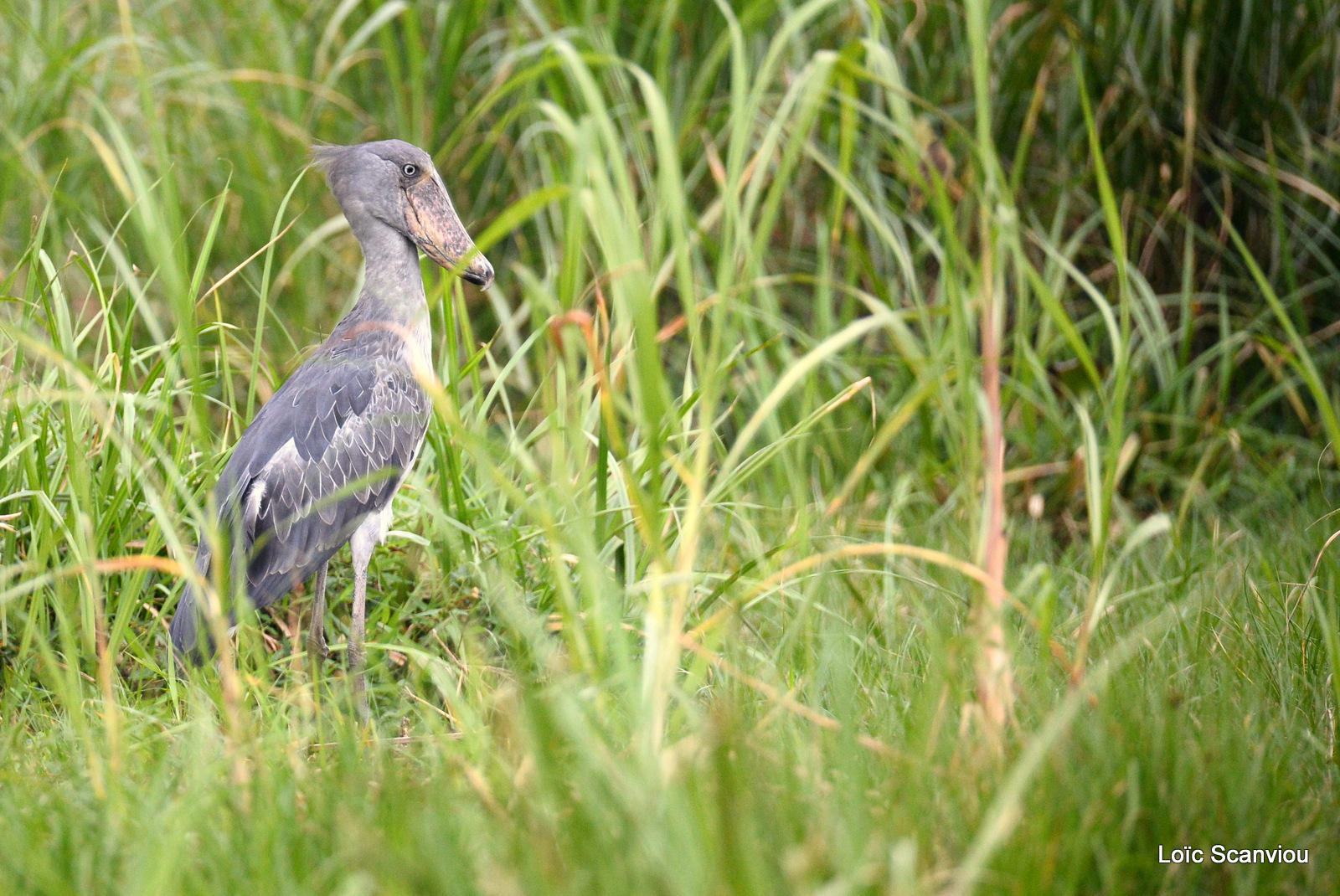 Bec-en-sabot/Shoebill (2)