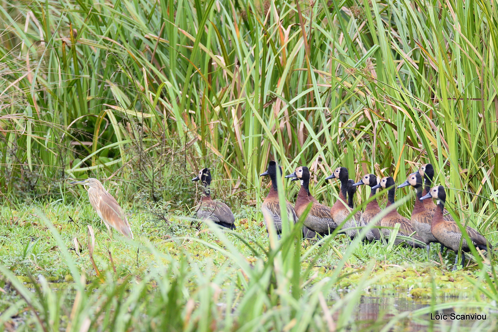 Murchison Falls (164)