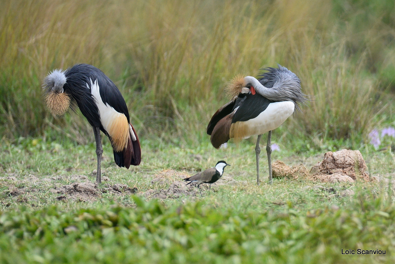 Grue royale/Grey-crowned Crane (1)