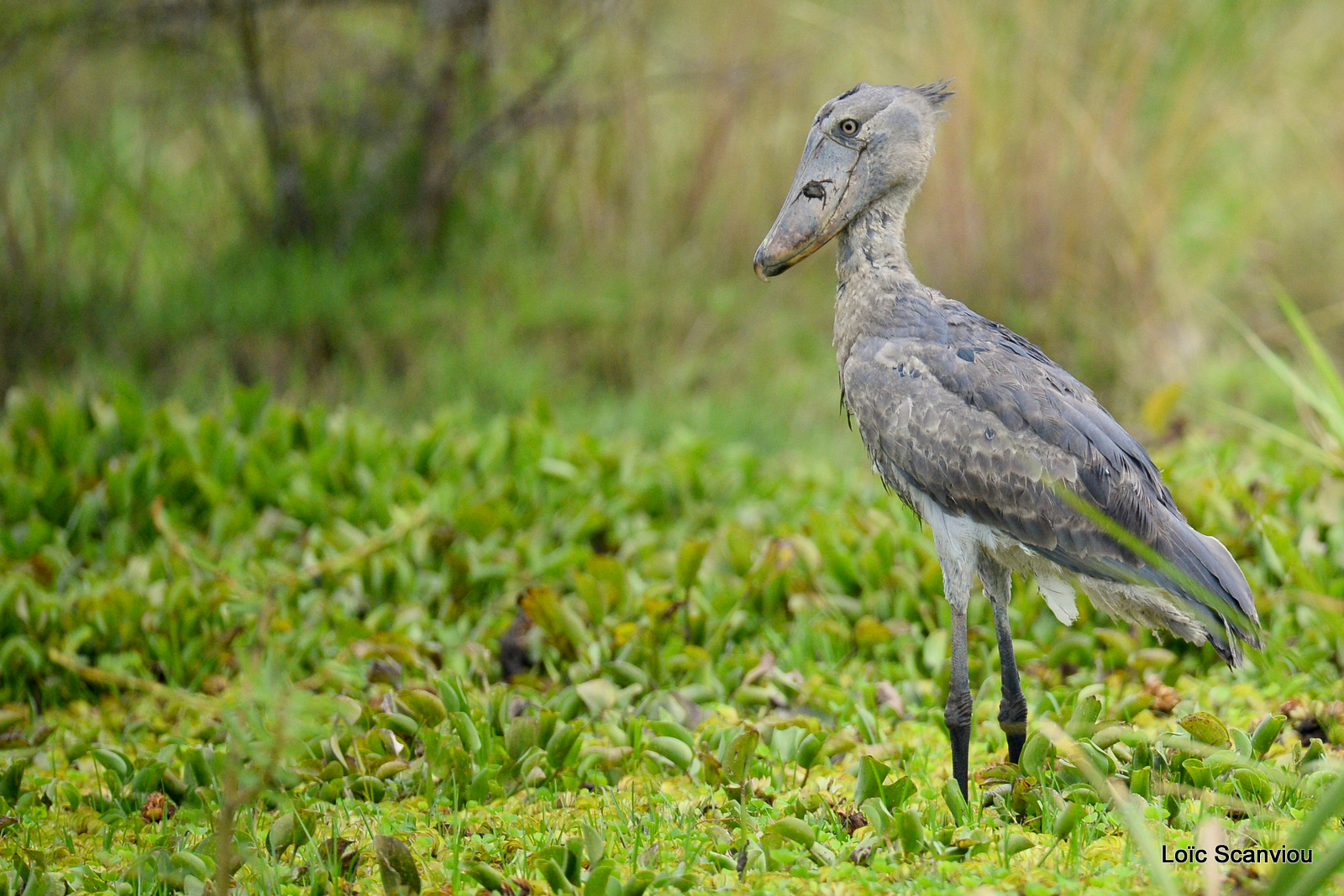 Bec-en-sabot/Shoebill (3)