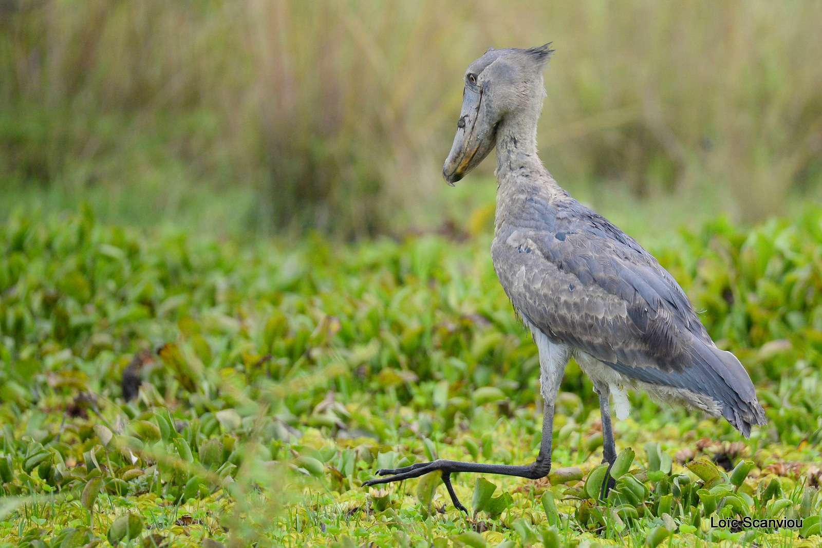 Bec-en-sabot/Shoebill (5)