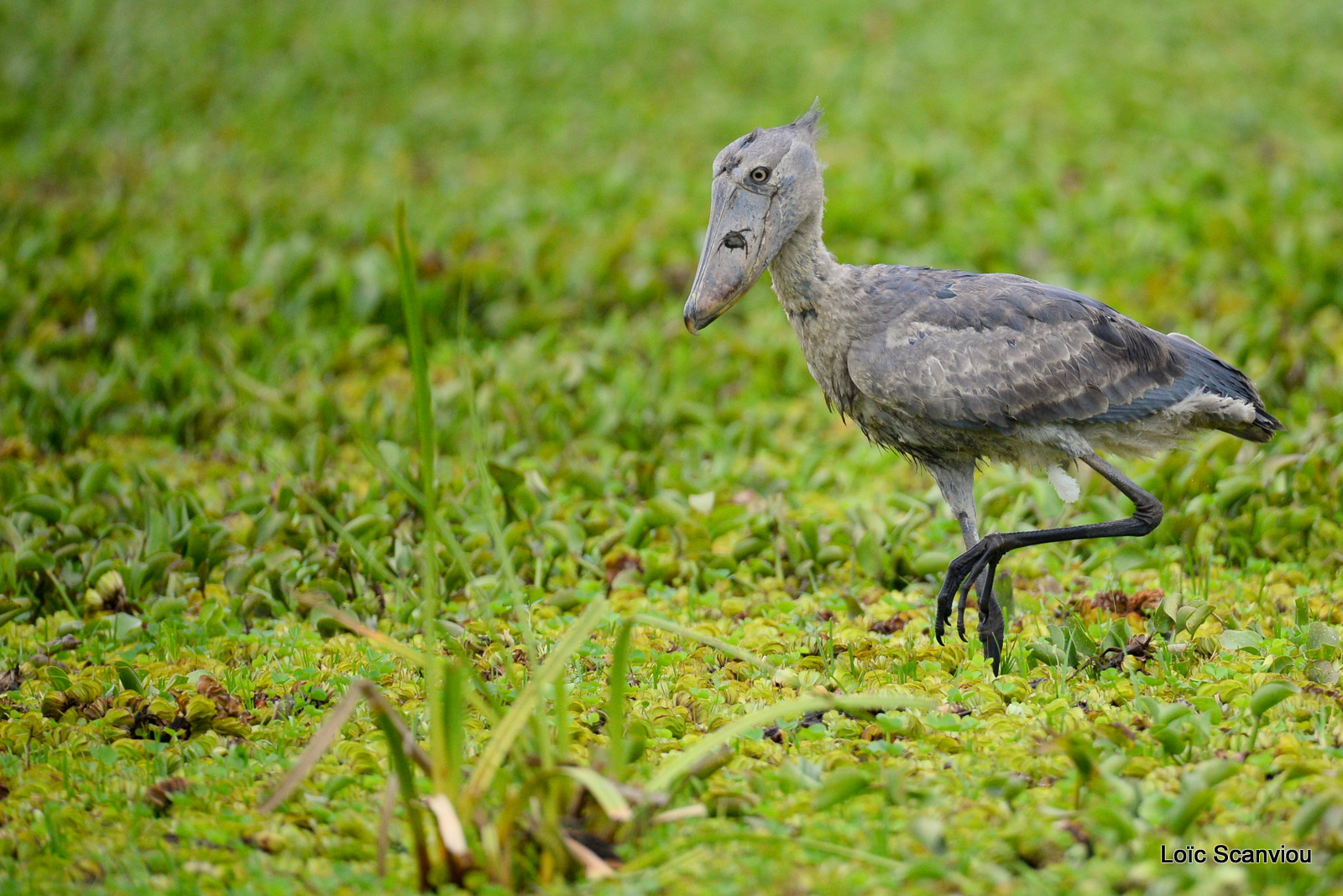 Bec-en-sabot/Shoebill (7)